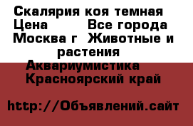 Скалярия коя темная › Цена ­ 50 - Все города, Москва г. Животные и растения » Аквариумистика   . Красноярский край